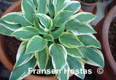 Hosta Lakeside Missy Little
