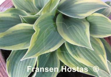 Hosta Lakeside Missy Little