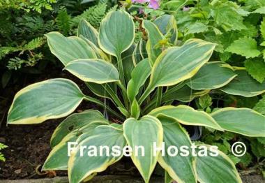 Hosta Lakeside Missy Little