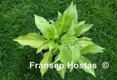 Hosta Lakeside Mom