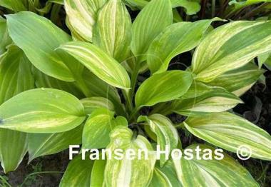 Hosta Lakeside Mom