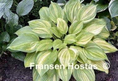 Hosta Lakeside Mom
