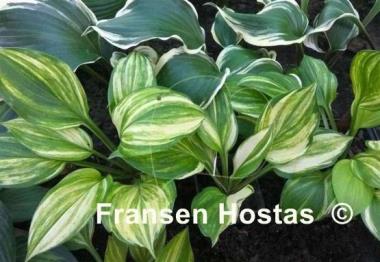 Hosta Lakeside Mom