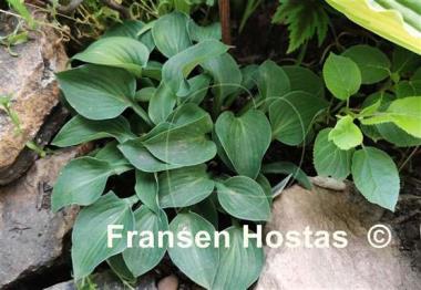 Hosta Lakeside Neat Petite