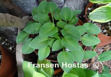 Hosta Lakeside Neat Petite