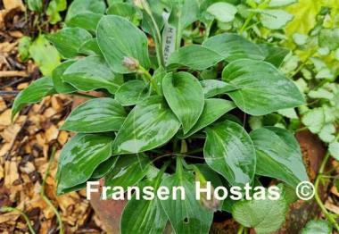 Hosta Lakeside Neat Petite