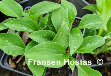 Hosta Lakeside Neat Petite