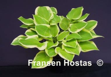 Hosta Lakeside Ninita