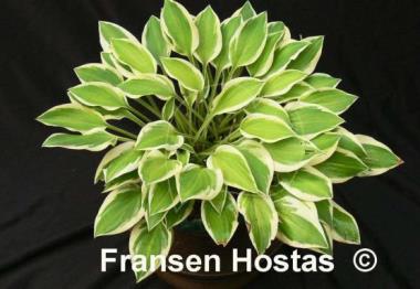 Hosta Lakeside Ninita