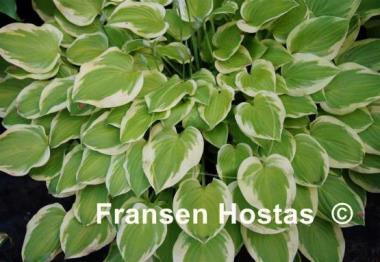 Hosta Lakeside Ninita