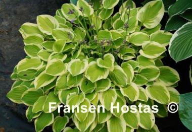 Hosta Lakeside Ninita