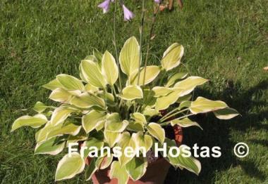 Hosta Lakeside Ninita