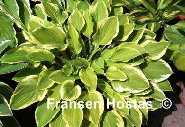 Hosta Lakeside Ninita