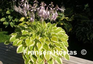 Hosta Lakeside Ninita