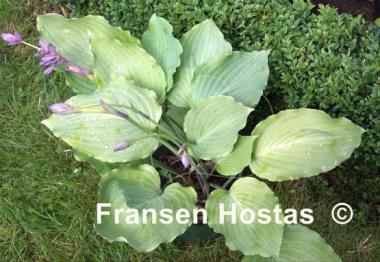Hosta Lakeside Old Smokey