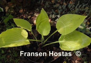 Hosta Lakeside Old Smokey