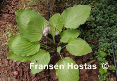 Hosta Lakeside Old Smokey