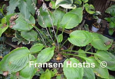 Hosta Lakeside Old Smokey