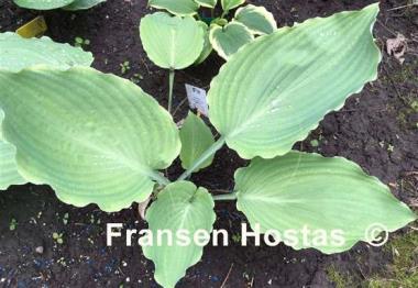 Hosta Lakeside Old Smokey