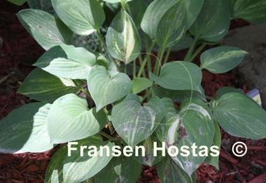 Hosta Lakeside Paddywack
