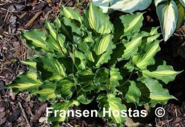 Hosta Lakeside Paisley Print