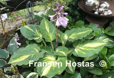 Hosta Lakeside Paisley Print