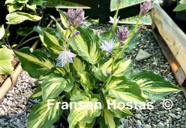 Hosta Lakeside Paisley Print