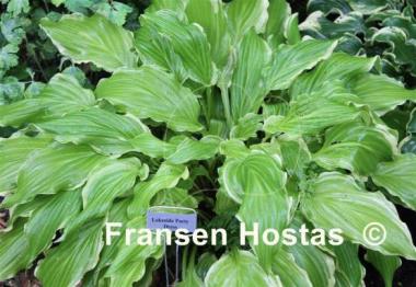 Hosta Lakeside Party Dress