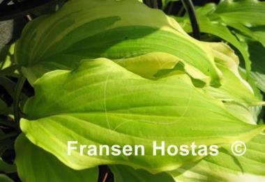 Hosta Lakeside Party Dress