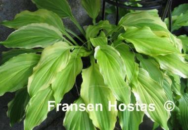 Hosta Lakeside Party Dress