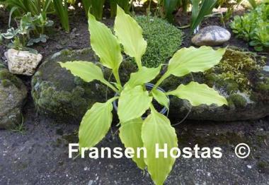 Hosta Lakeside Party Dress