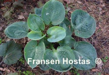 Hosta Lakeside Pebbles