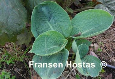 Hosta Lakeside Pebbles