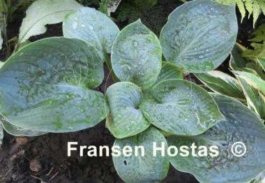 Hosta Lakeside Pebbles