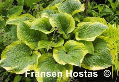 Hosta Lakeside Premier
