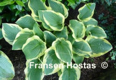 Hosta Lakeside Premier