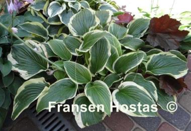 Hosta Lakeside Premier
