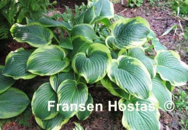 Hosta Lakeside Premier