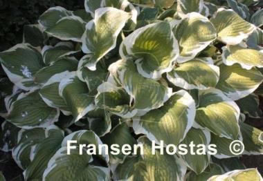 Hosta Lakeside Premier
