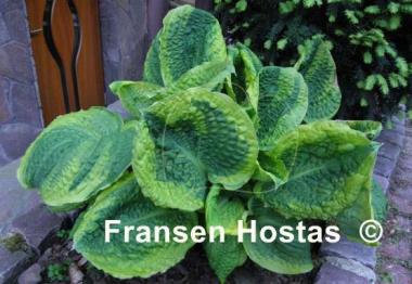 Hosta Lakeside Prophecy Fulfilled