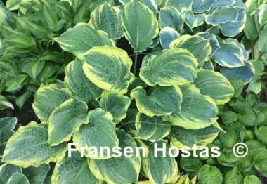 Hosta Lakeside Prophecy Fulfilled