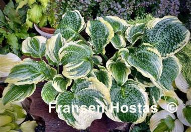 Hosta Lakeside Prophecy Fulfilled