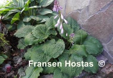 Hosta Lakeside Prophecy