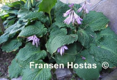Hosta Lakeside Prophecy
