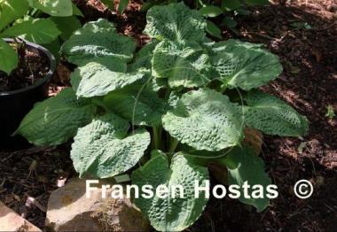 Hosta Lakeside Prophecy