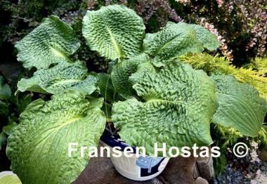 Hosta Lakeside Prophecy