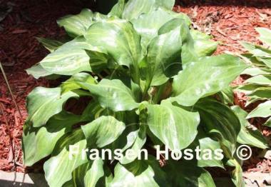 Hosta Lakeside Reflecting Glass