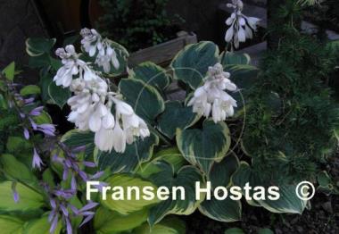 Hosta Lakeside Rhapsody
