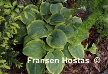 Hosta Lakeside Rhapsody