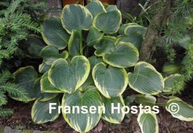Hosta Lakeside Rhapsody